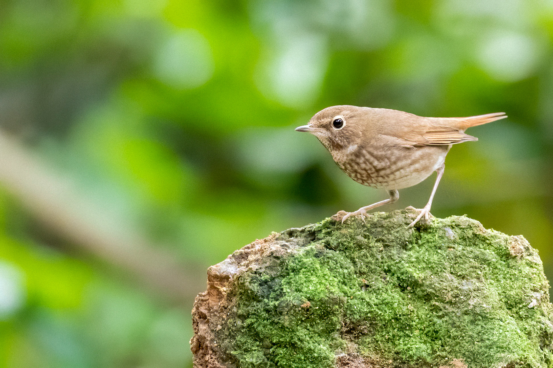 Rufuous-tailed Robin