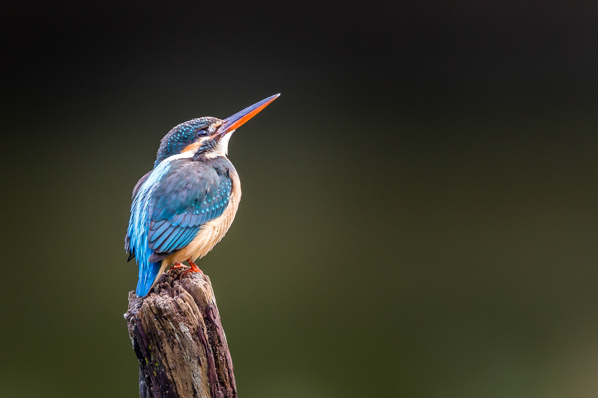 Common Kingfisher
