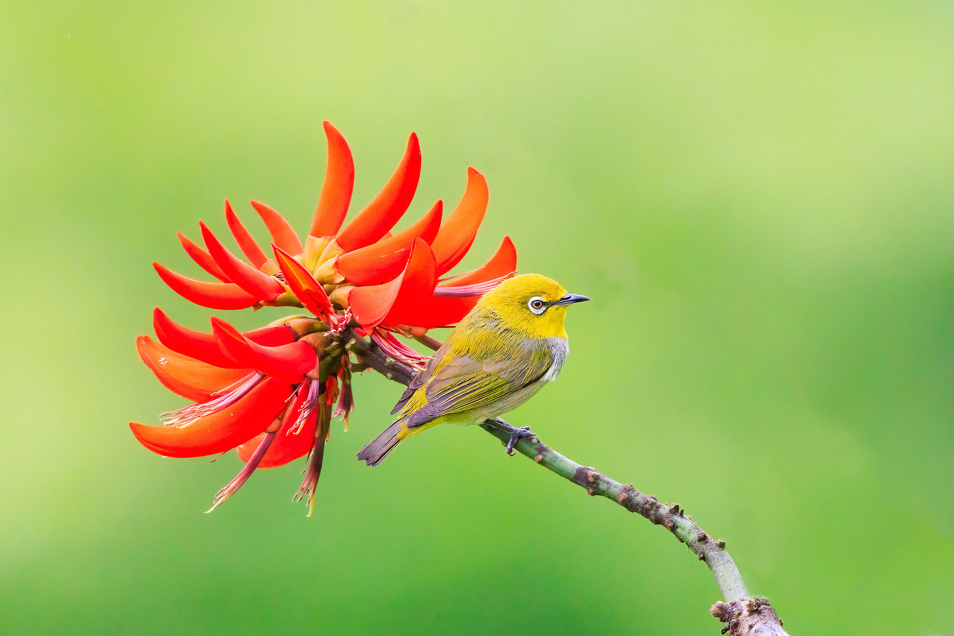 Japanese White-eye