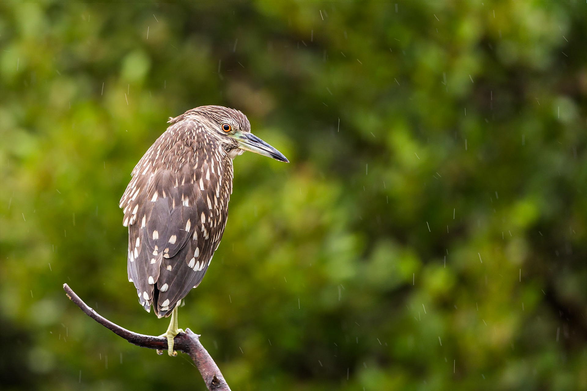 Black-crowned night heron, juvenile