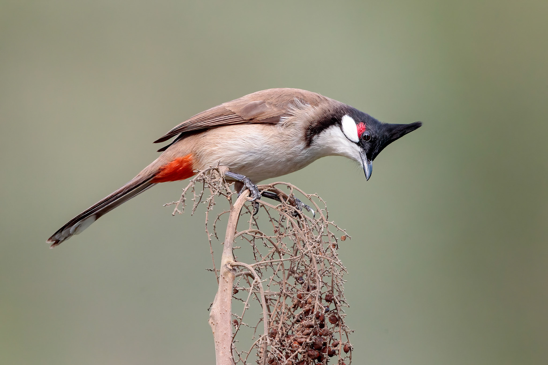 Red-whiskered Bulbul