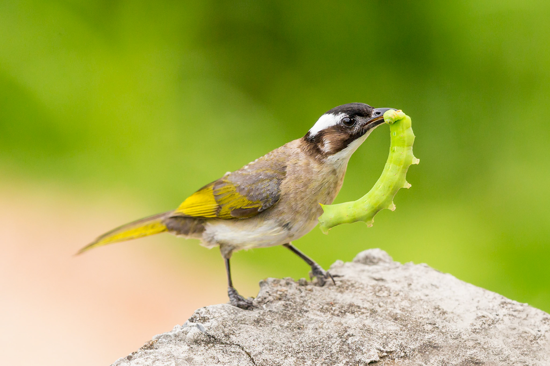 Light-vented Bulbul