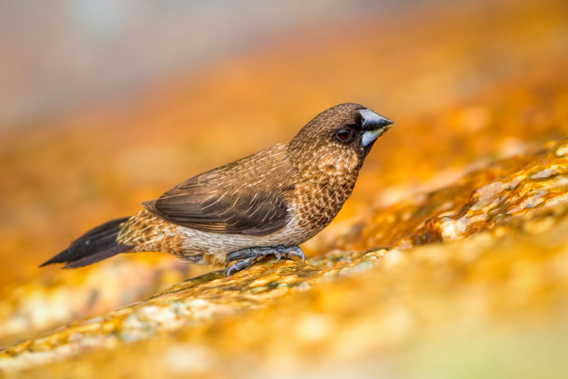 White-rumped Munia
