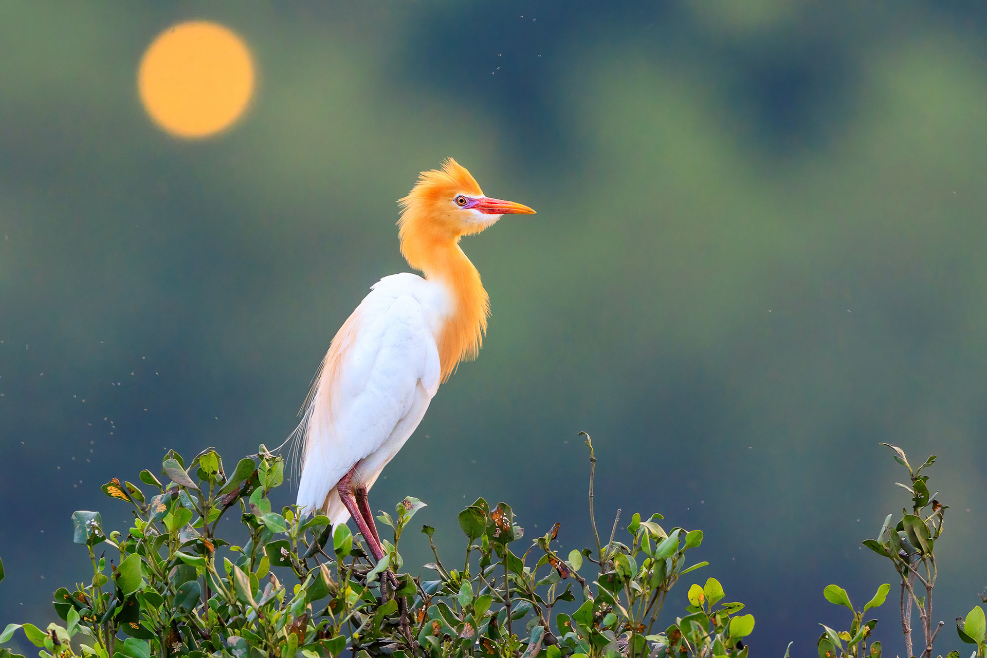 Cattle Egret