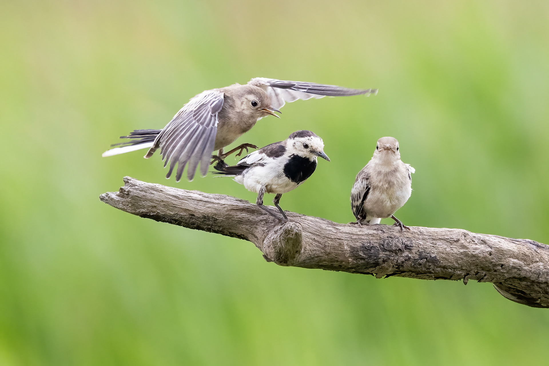 White Wagtail