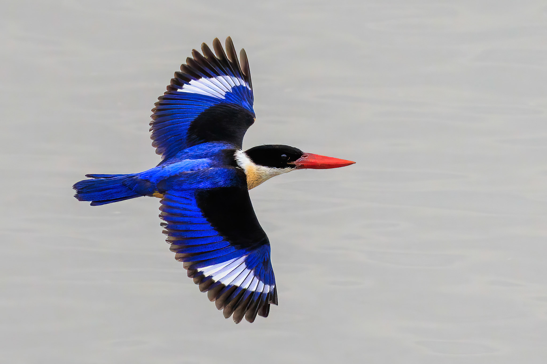 Black-capped Kingfisher