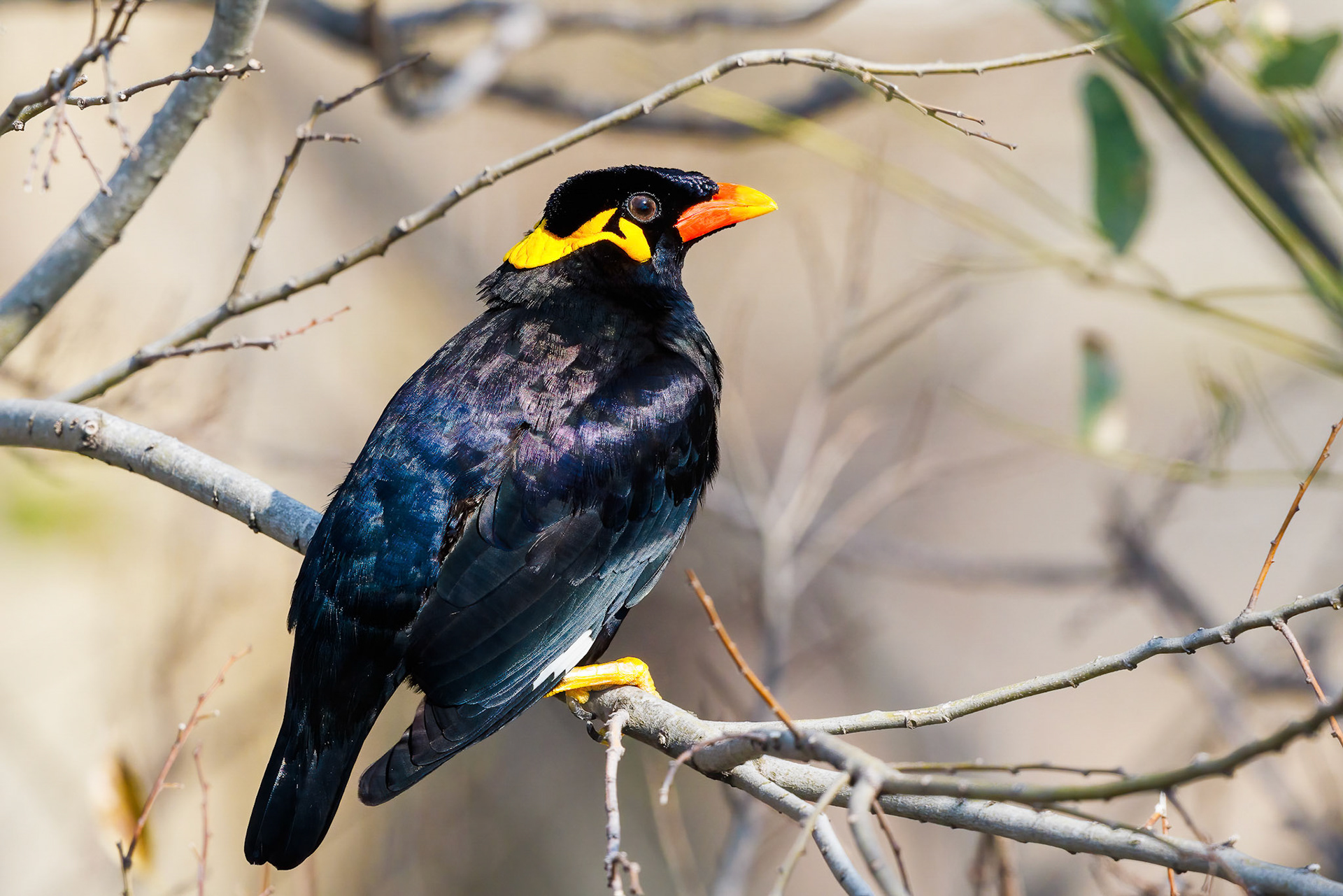 Hill Myna