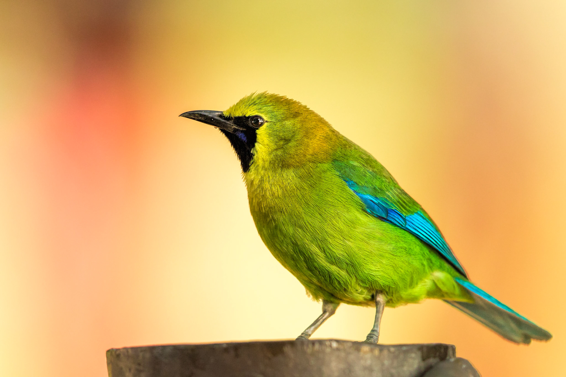 Blue-winged Leafbird