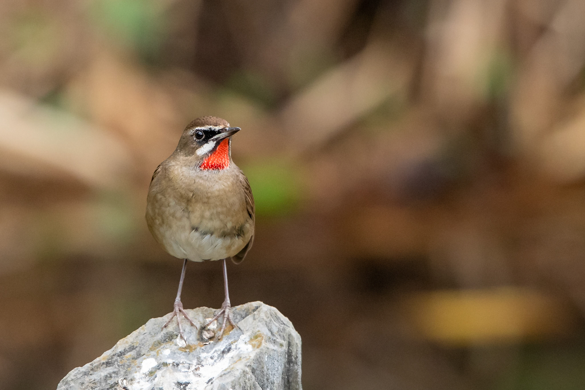 Siberian Ruby-throat