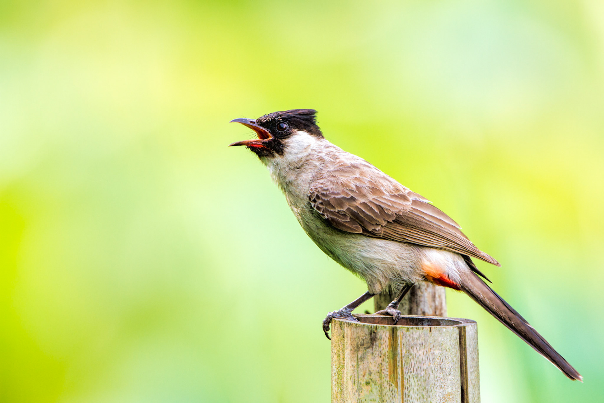 Sooty-headed Bulbul