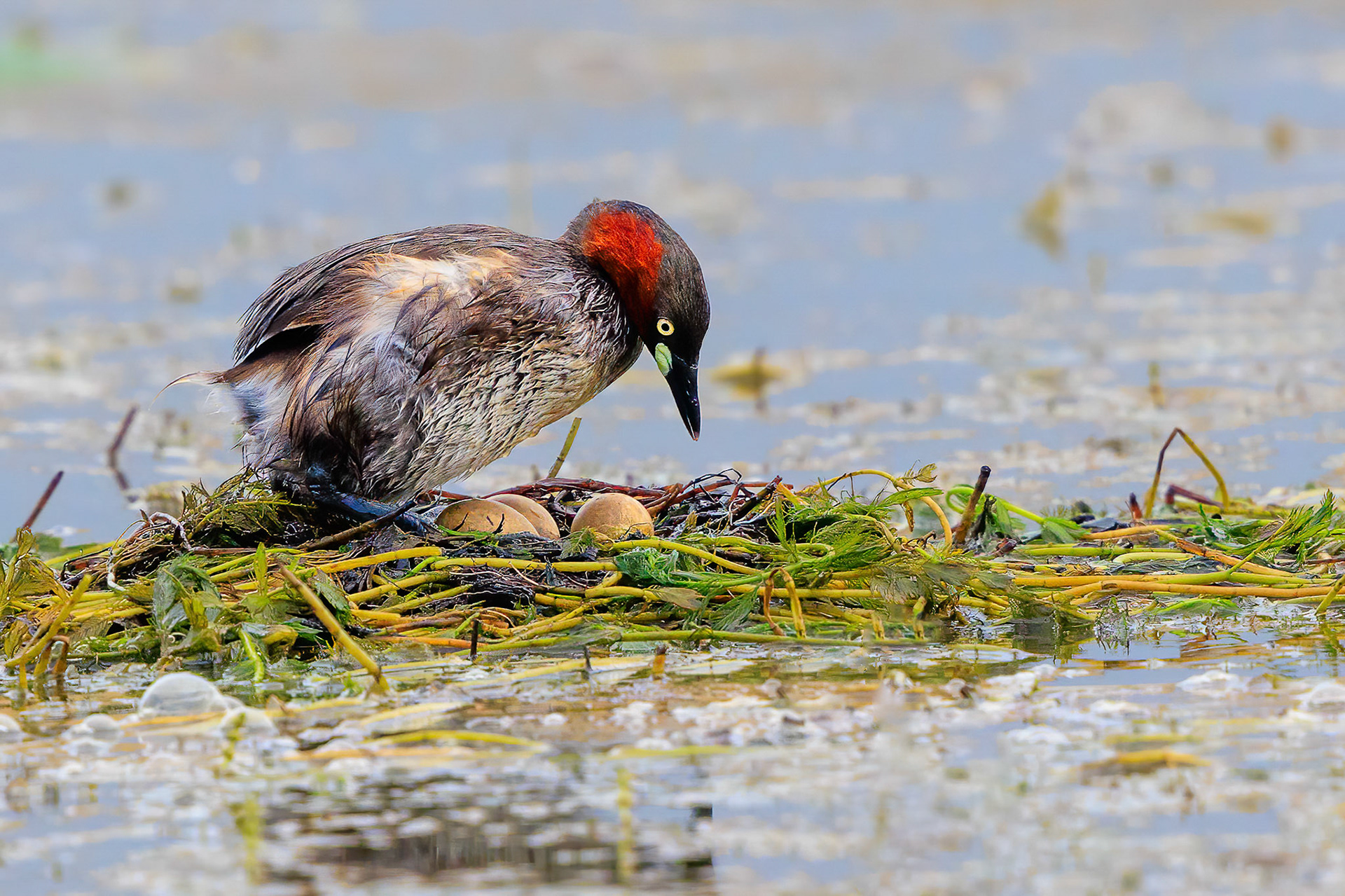Little Grebe