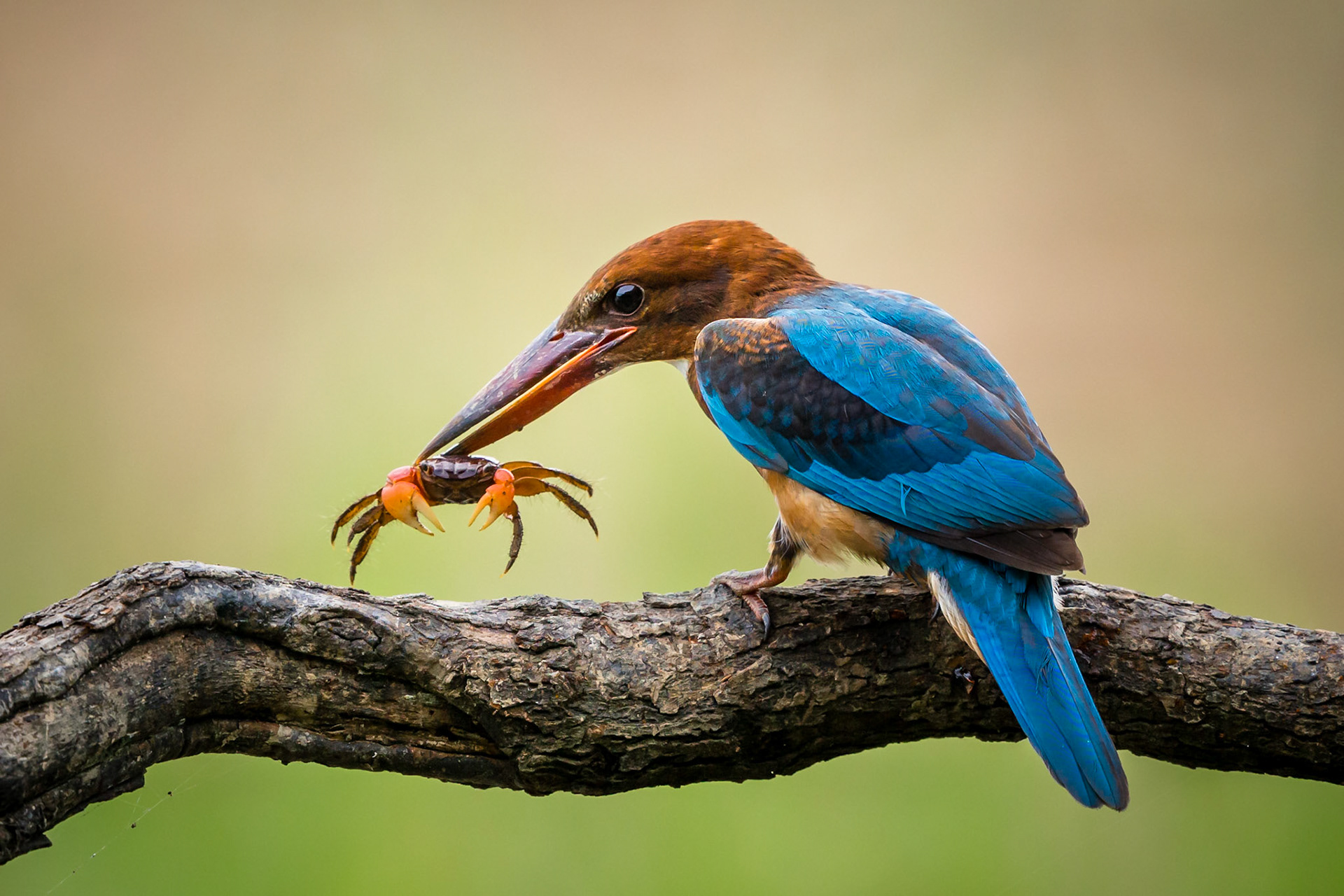 White-throated Kingfisher