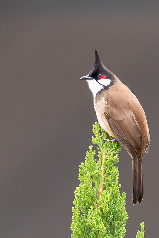 Red-whiskered Bulbul