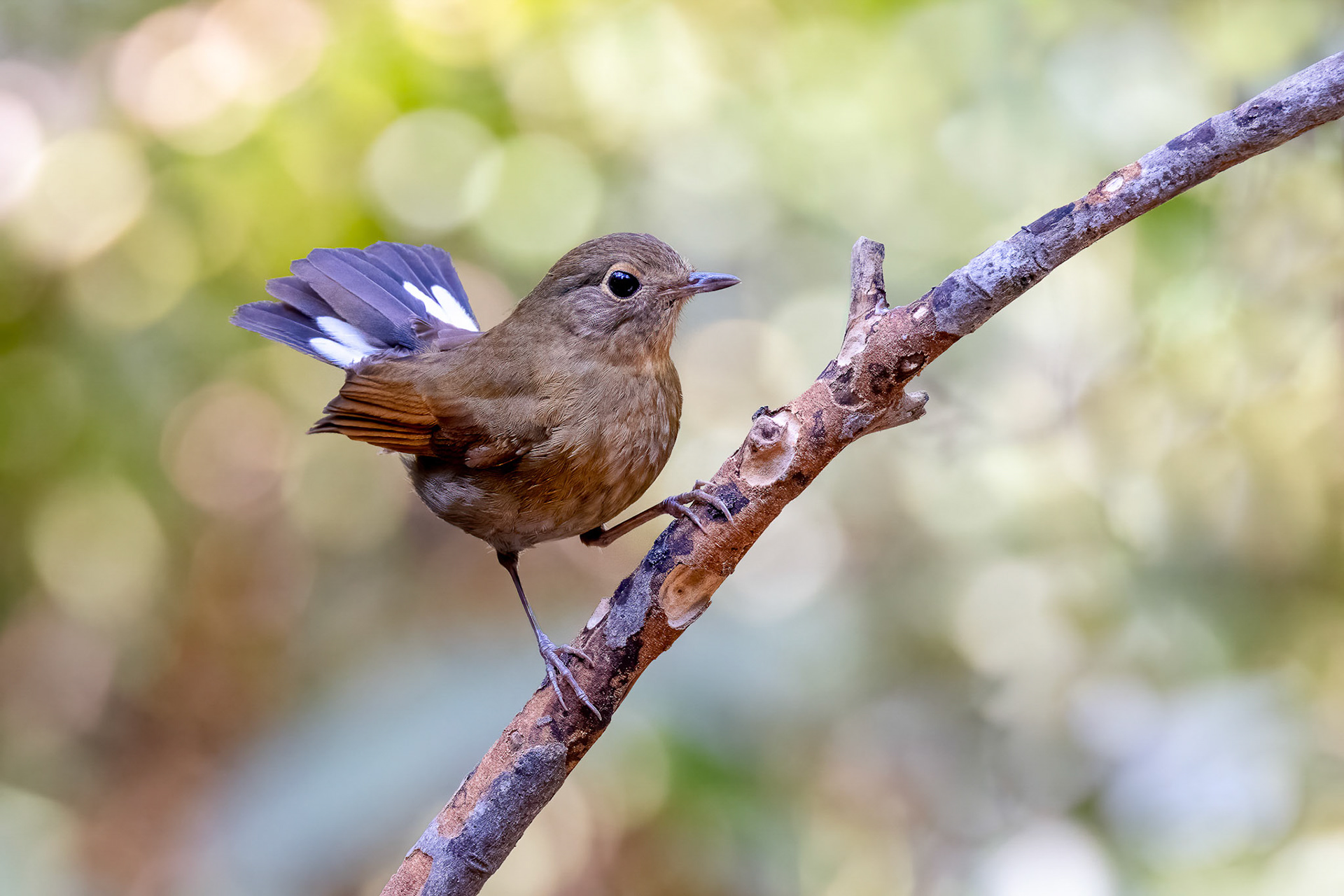White-tailed Robin female