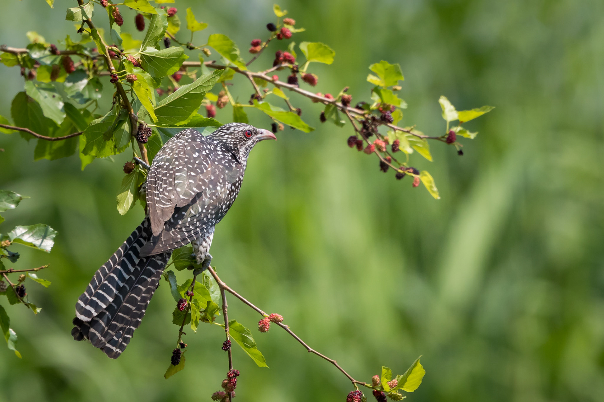 Asian Koel, Female