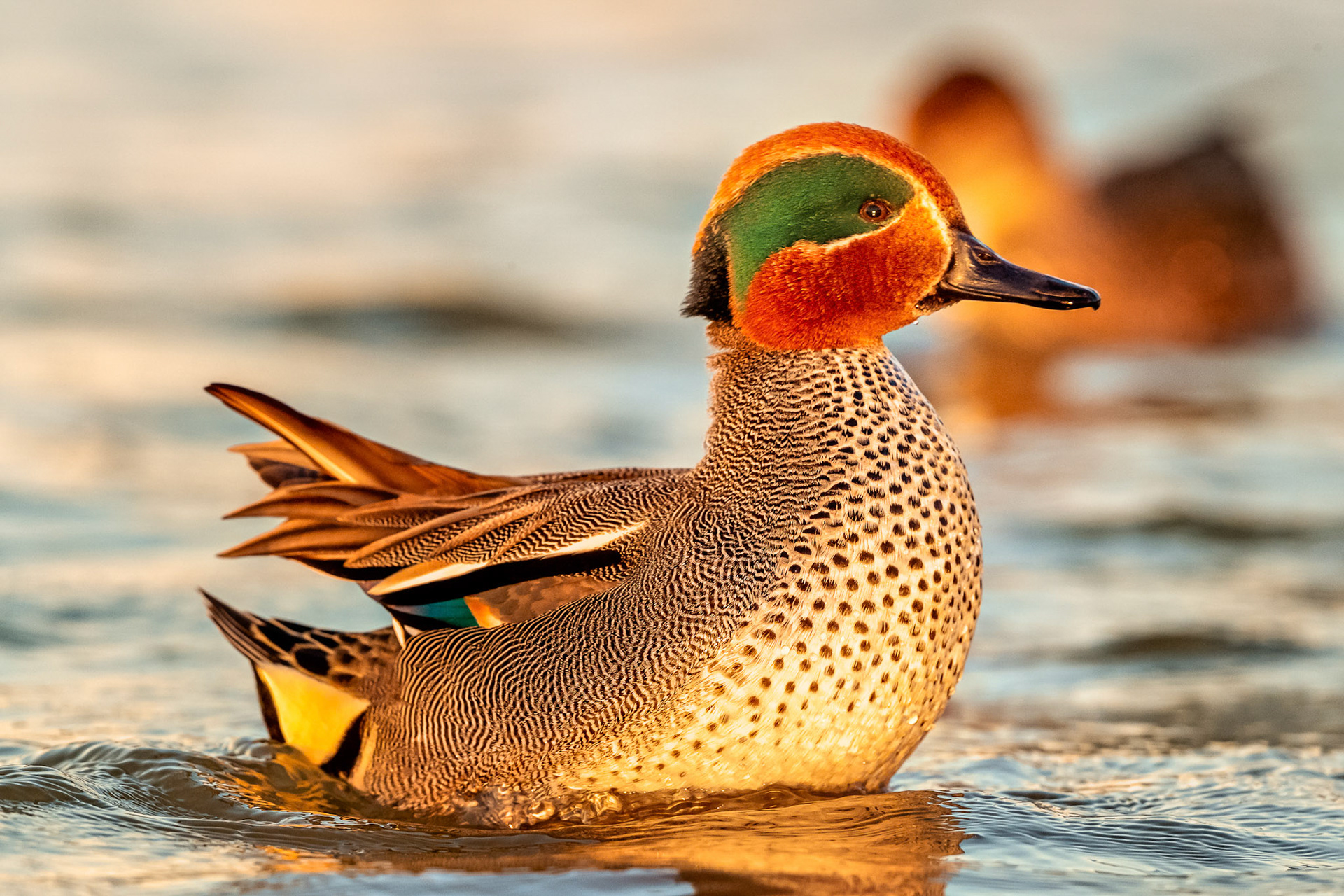 Eurasian Teal