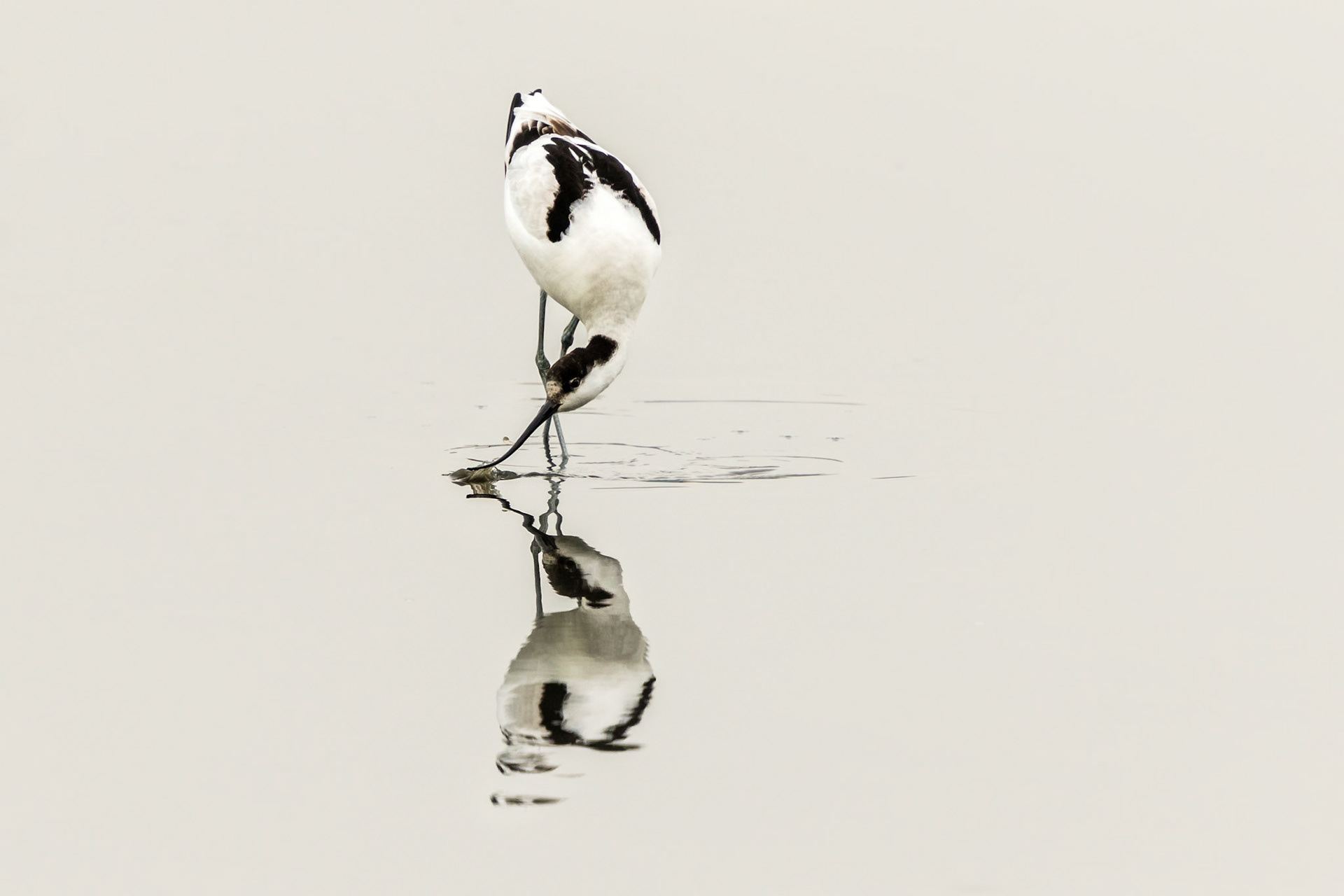 Pied Avocet
