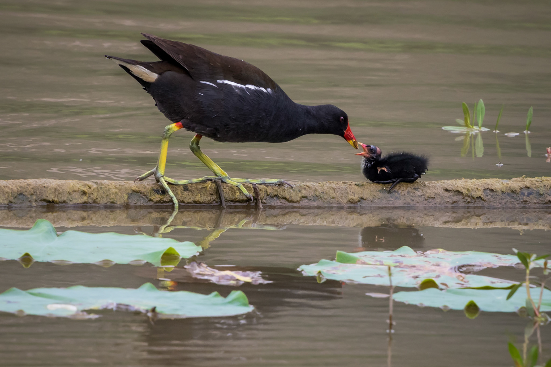Common Moorhen