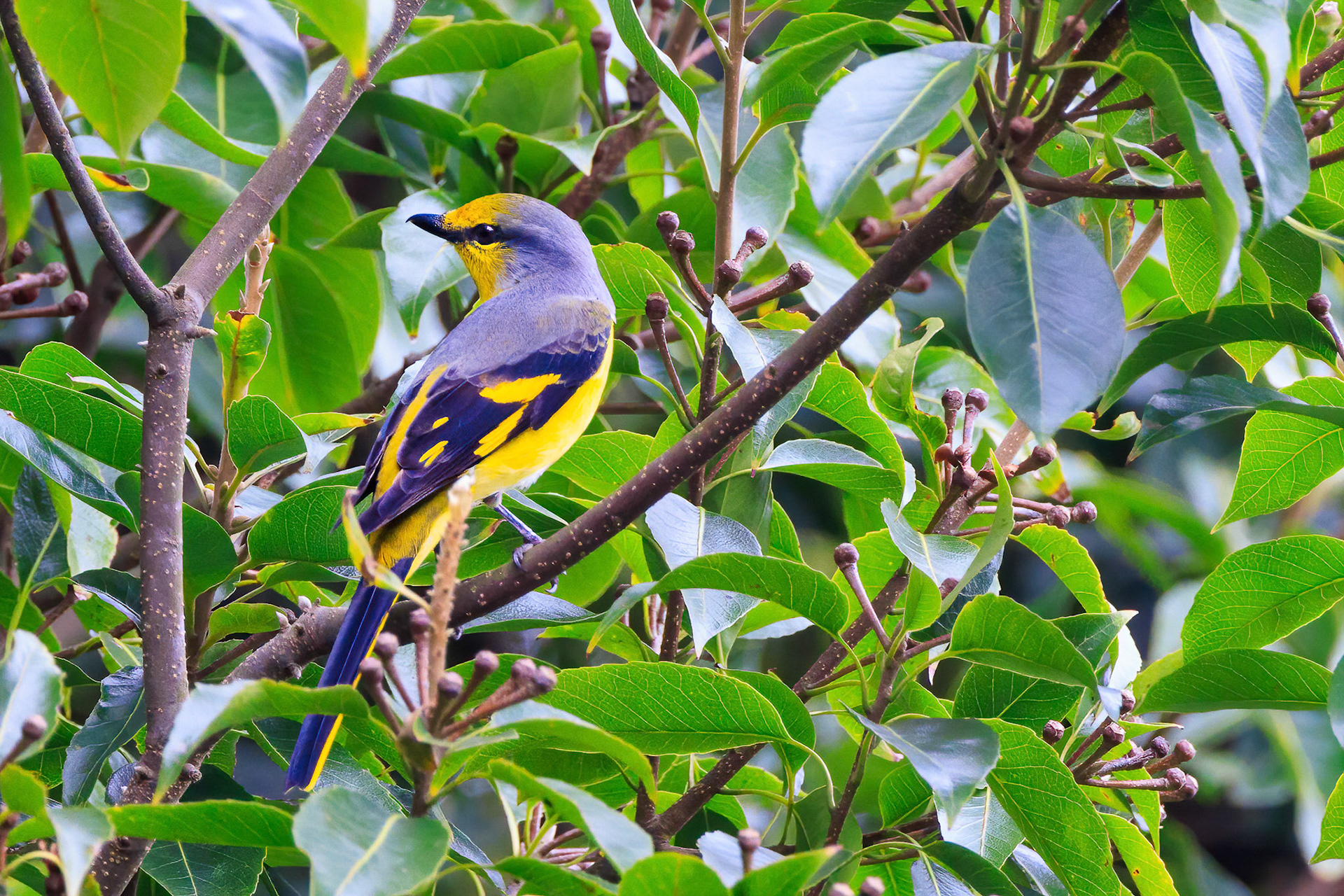 Scarlet Minivet Female