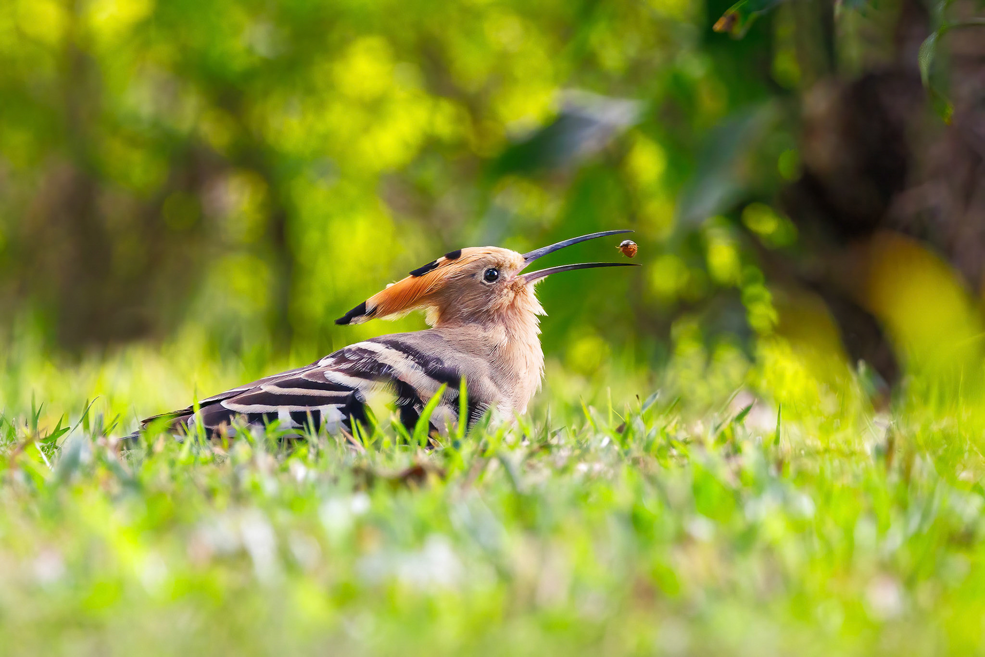 Hoopoe