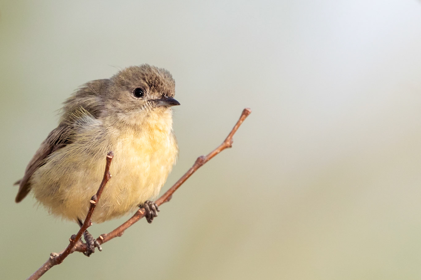 Fire-breasted Flowerpecker