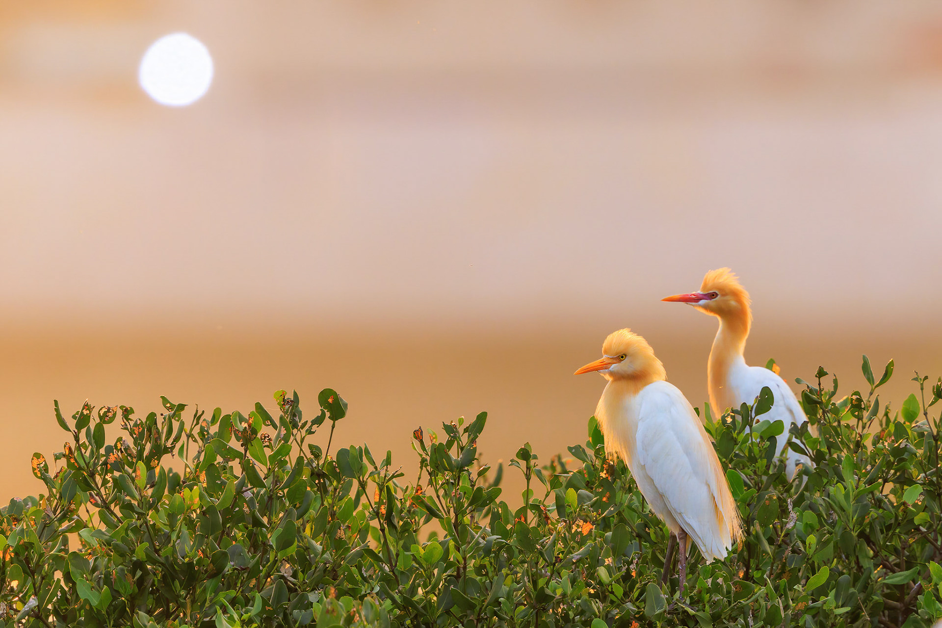 Cattle Egret