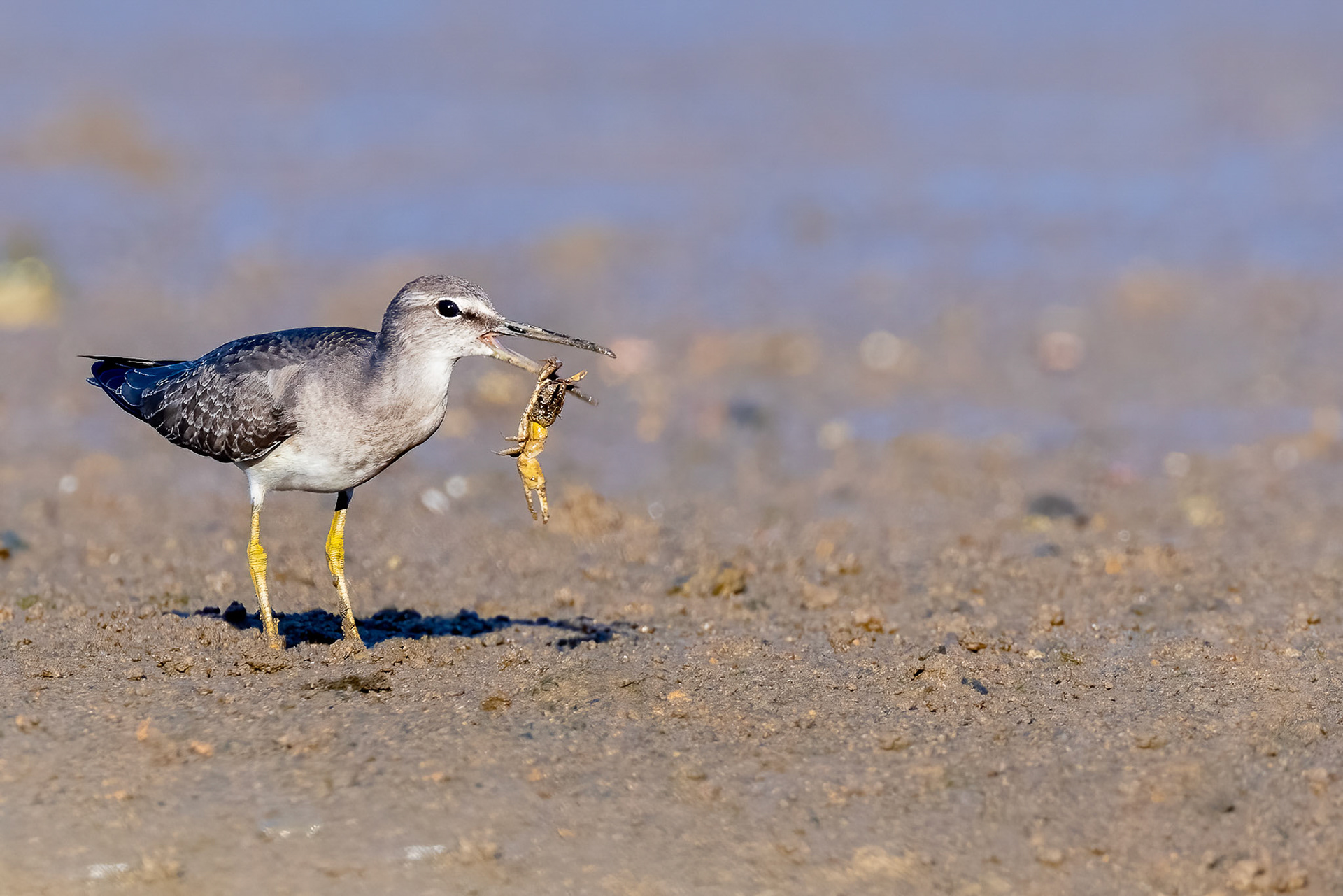 Grey-tailed Tattler