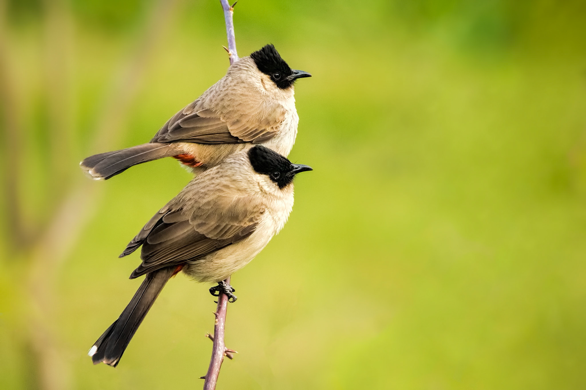 Sooty-headed Bulbul