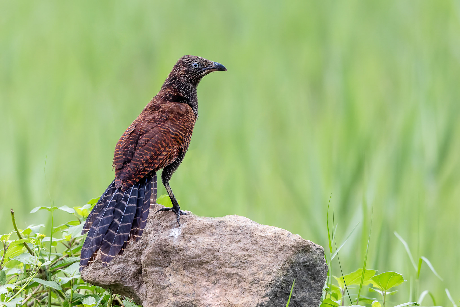 Greater Coucal