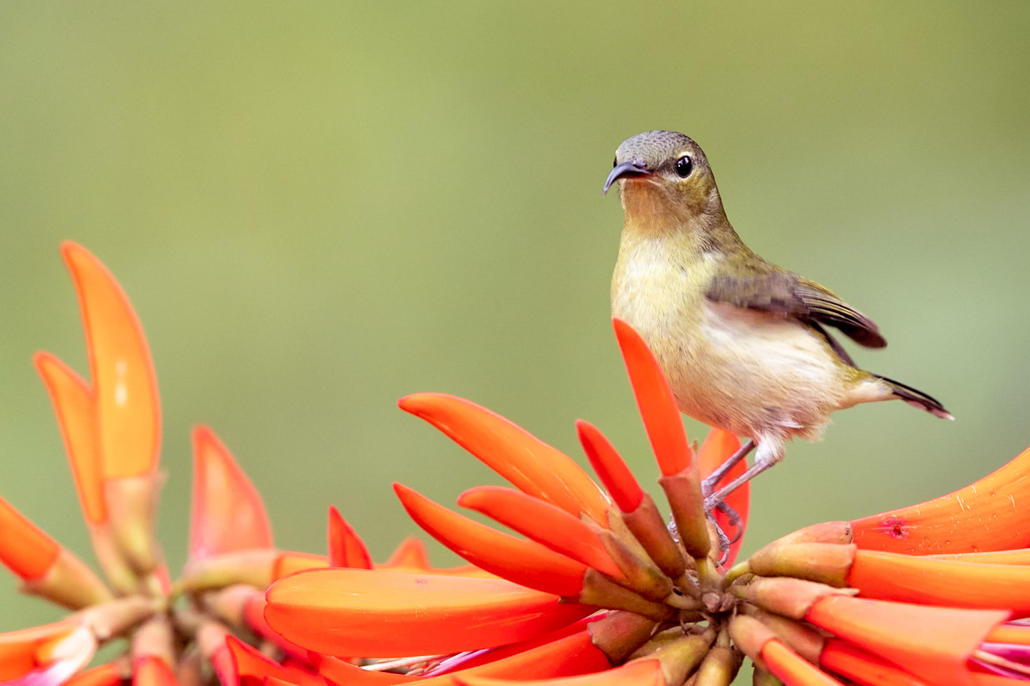 Fork-tailed Sunbird female