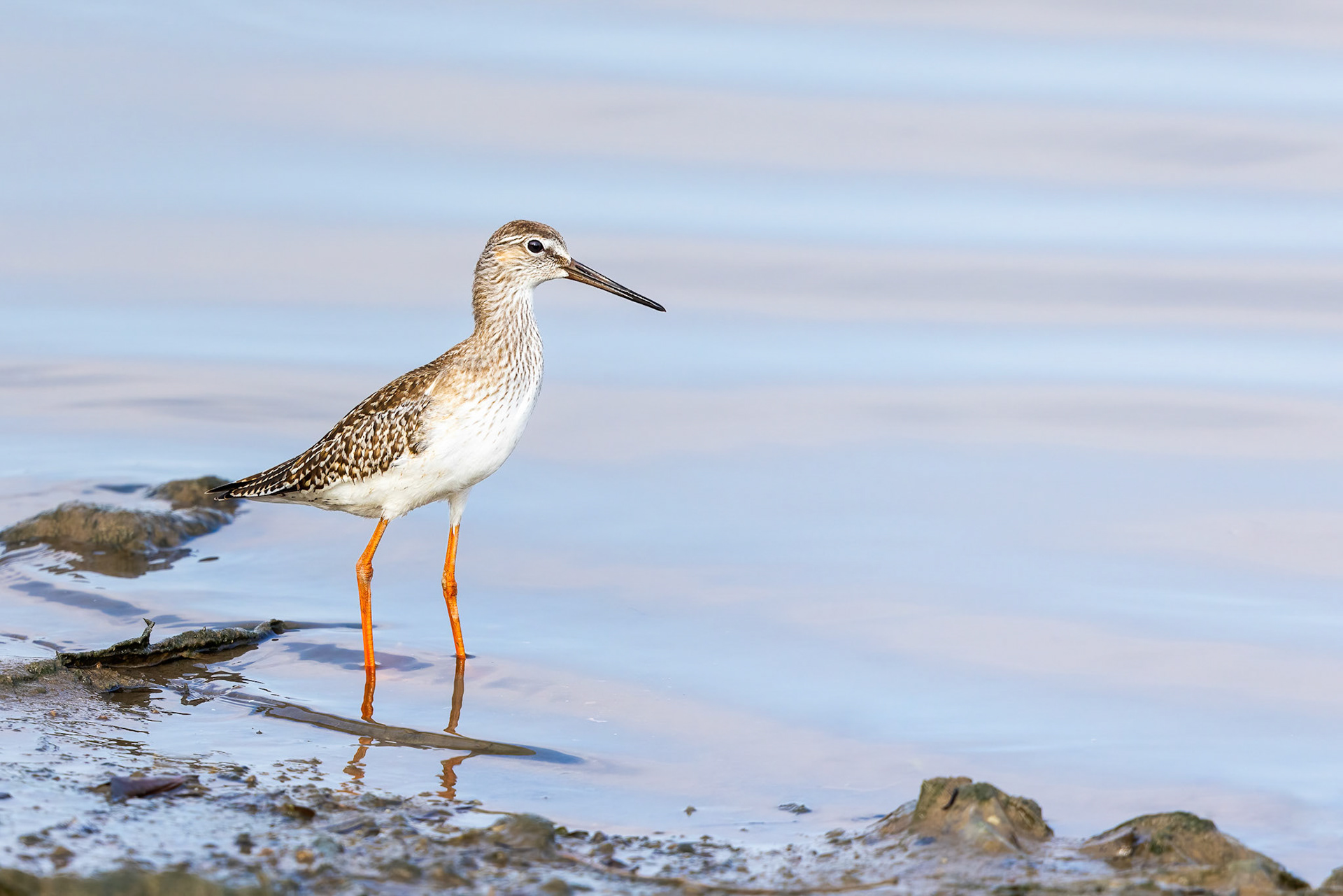 Common Redshank
