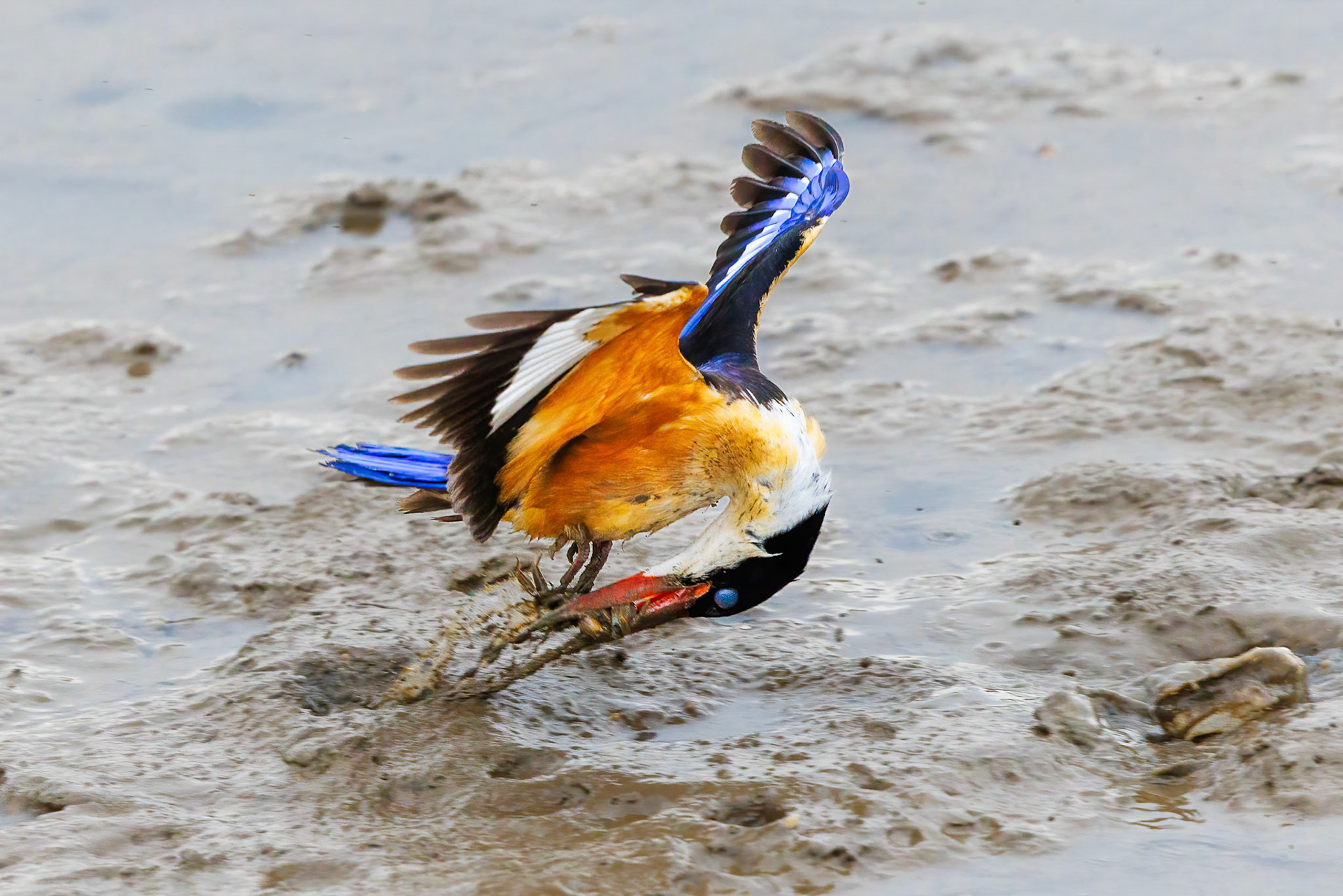 Black-capped Kingfisher