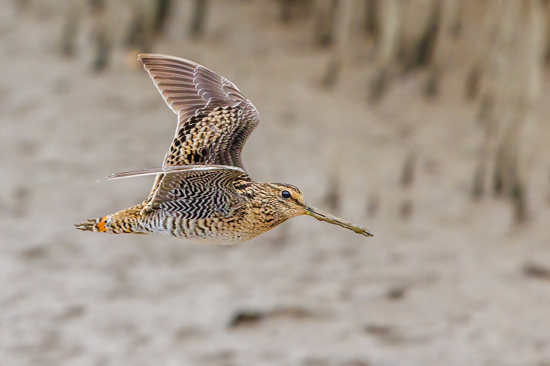 Common Snipe