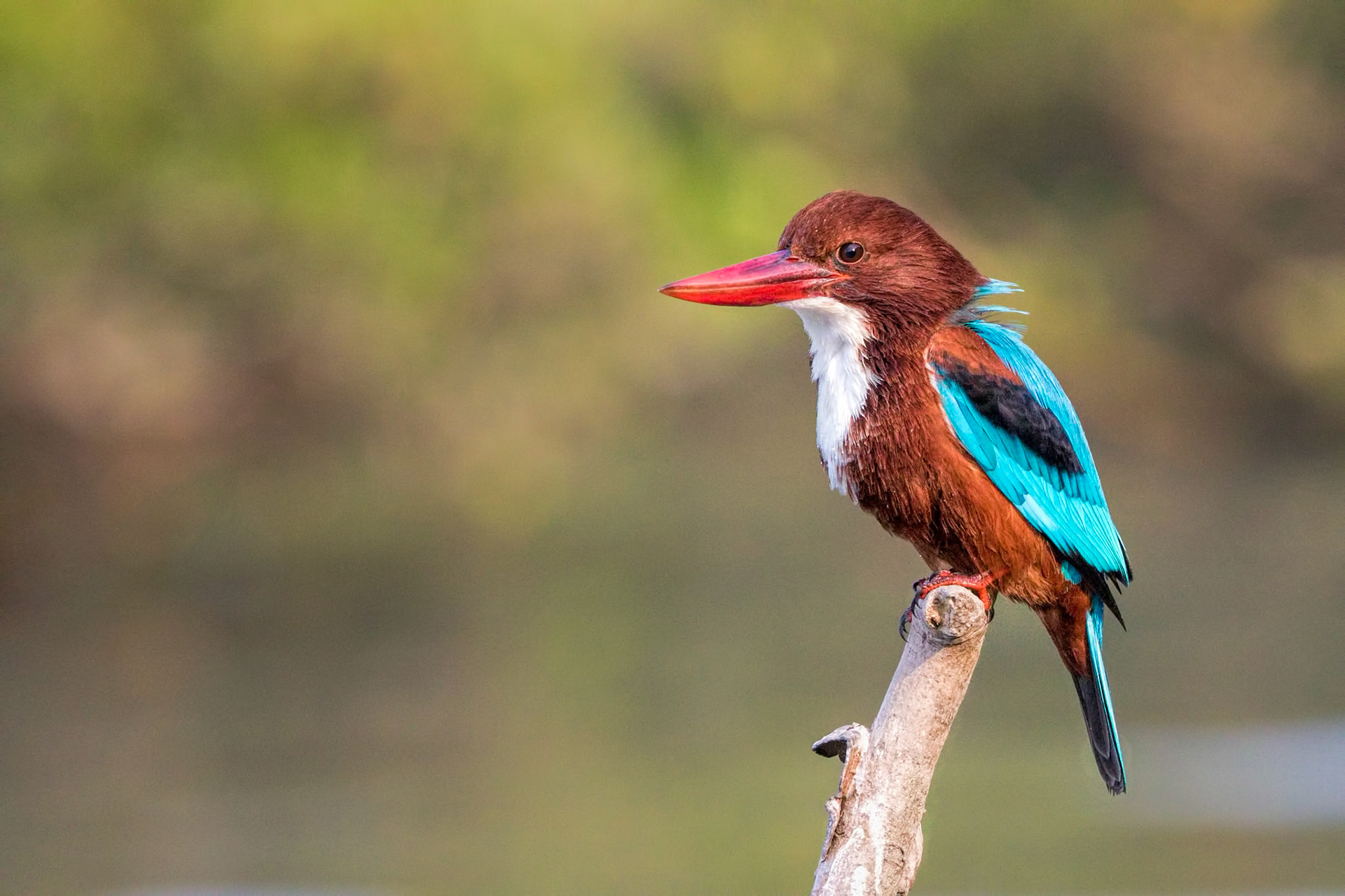 White-throated Kingfisher