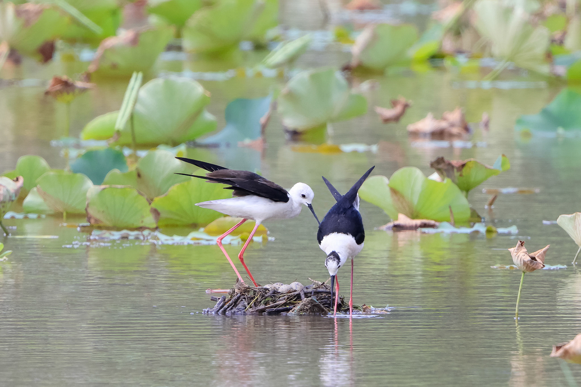 Black-winged Stilt