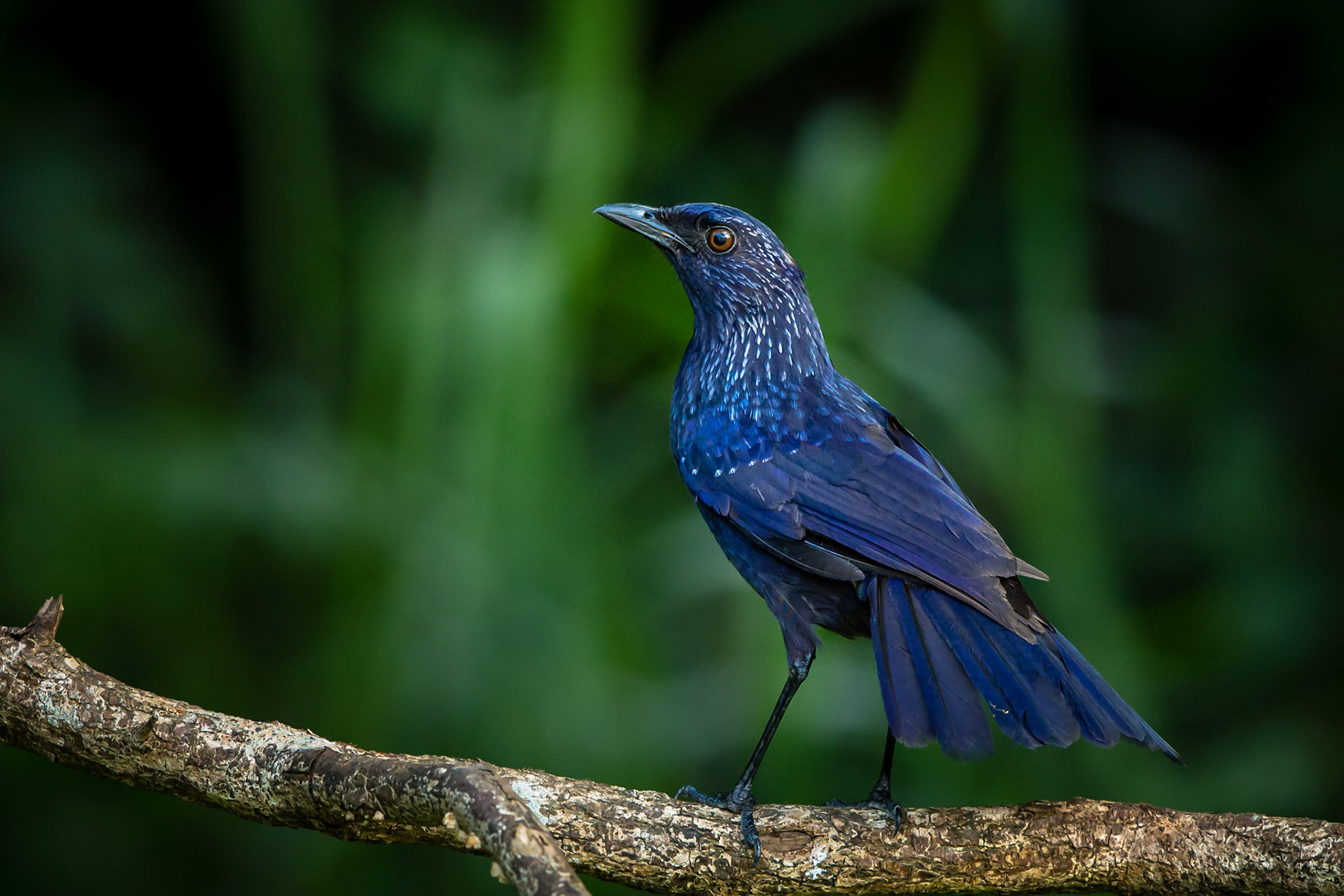 Blue whistling thrush
