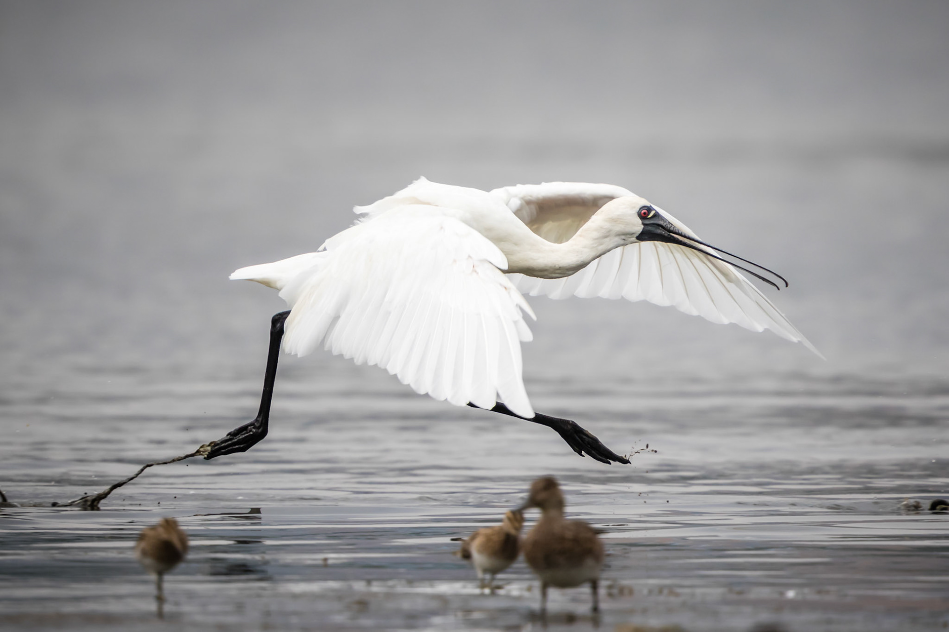 Black-faced Spoonbill
