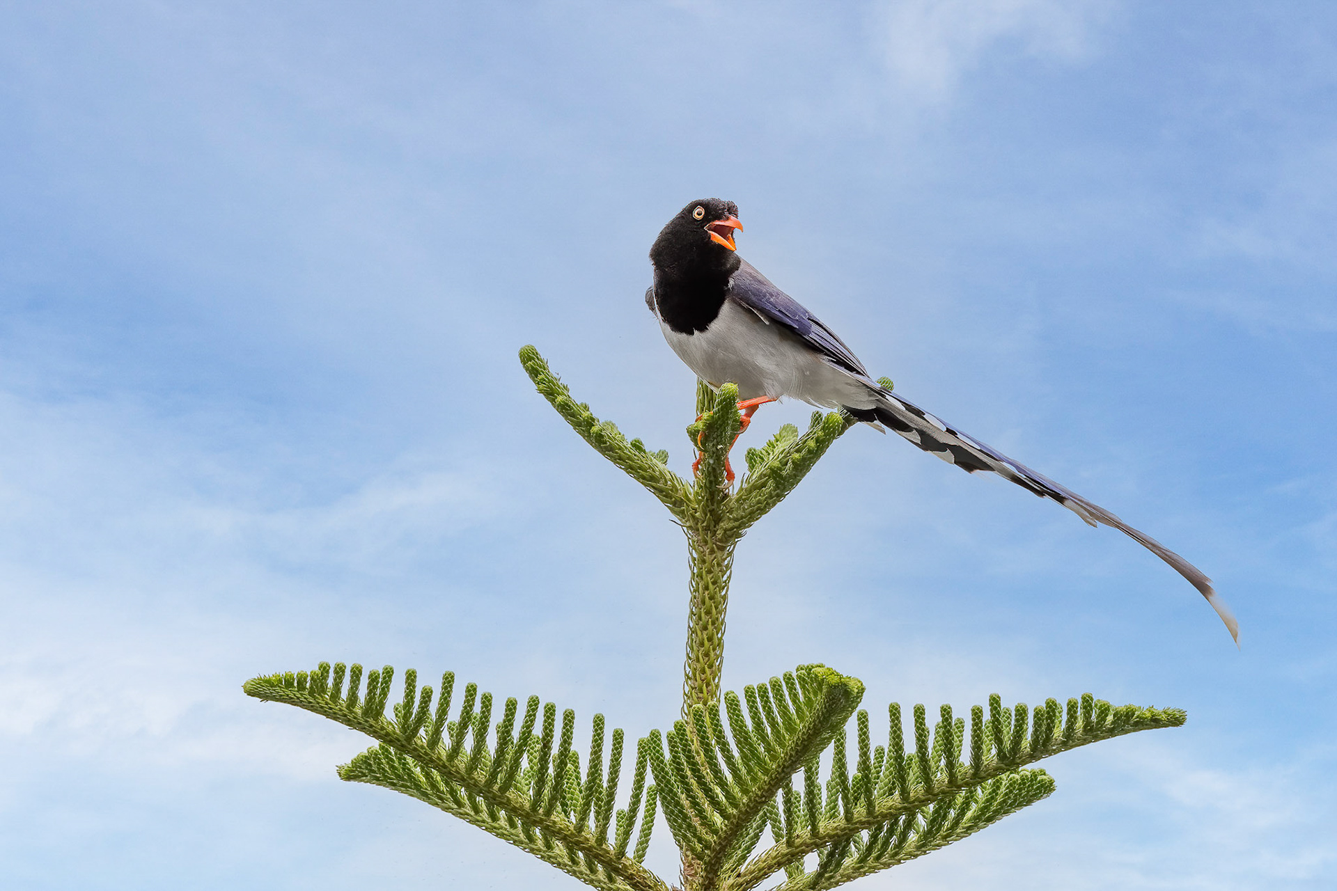 Red-billed Magpie