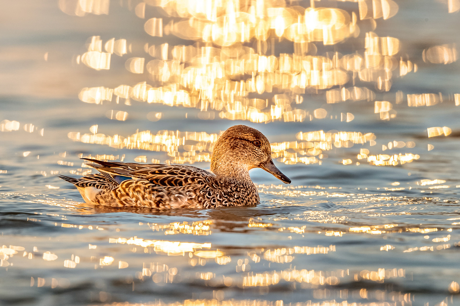 Eurasian Teal Female