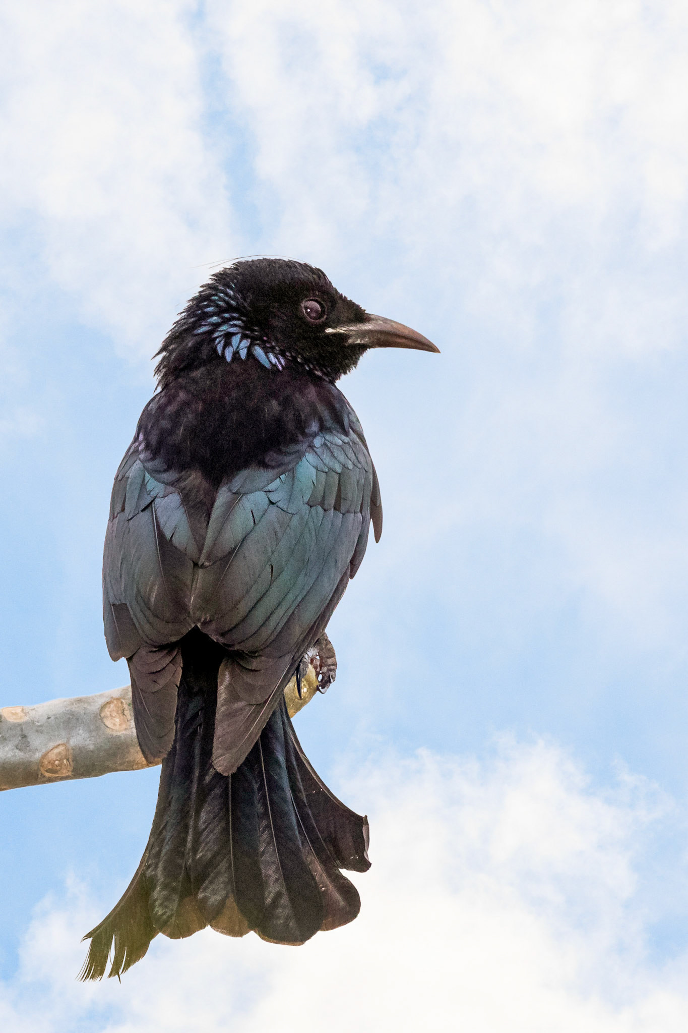 Hair-crested Drongo