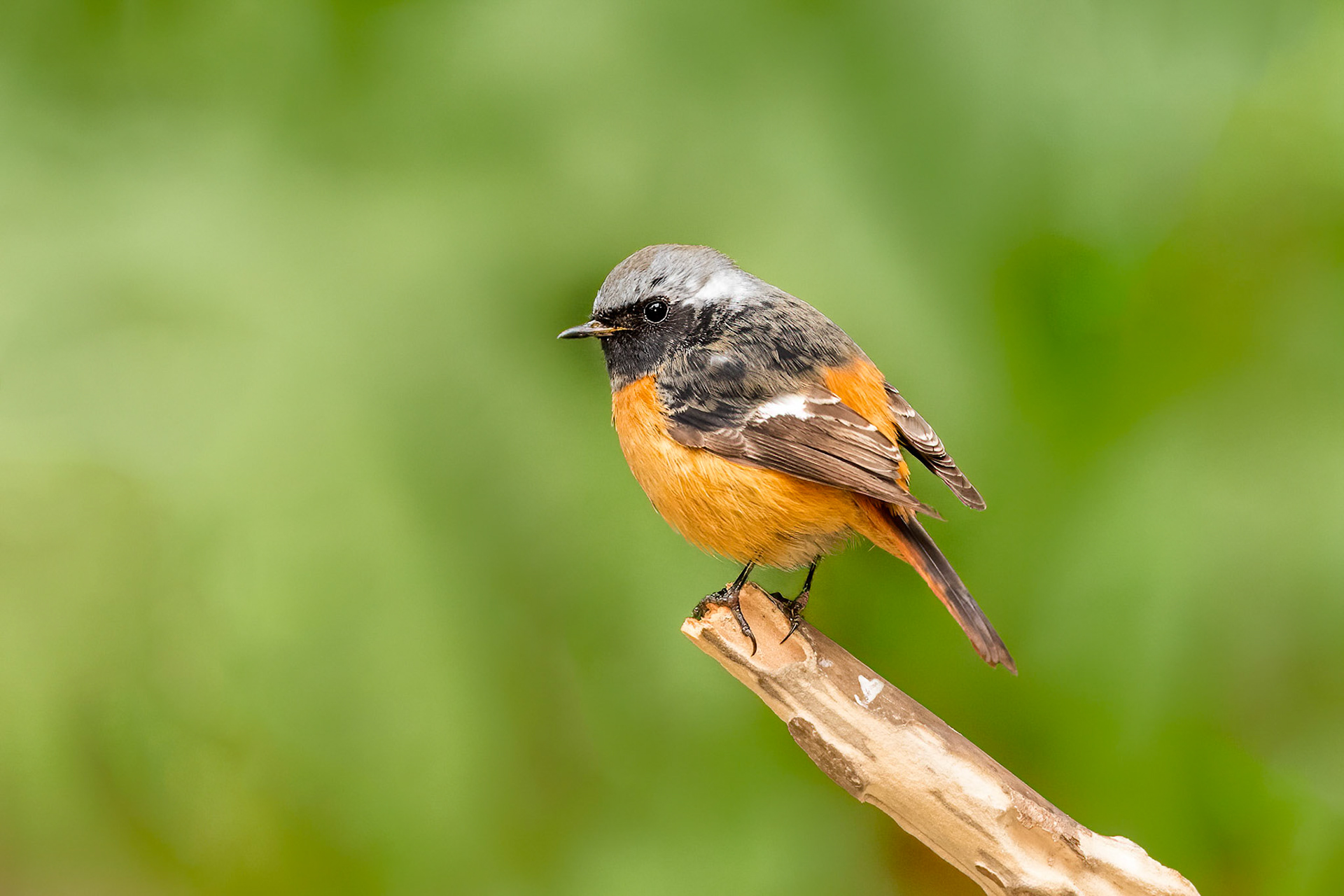 Daurian Redstart