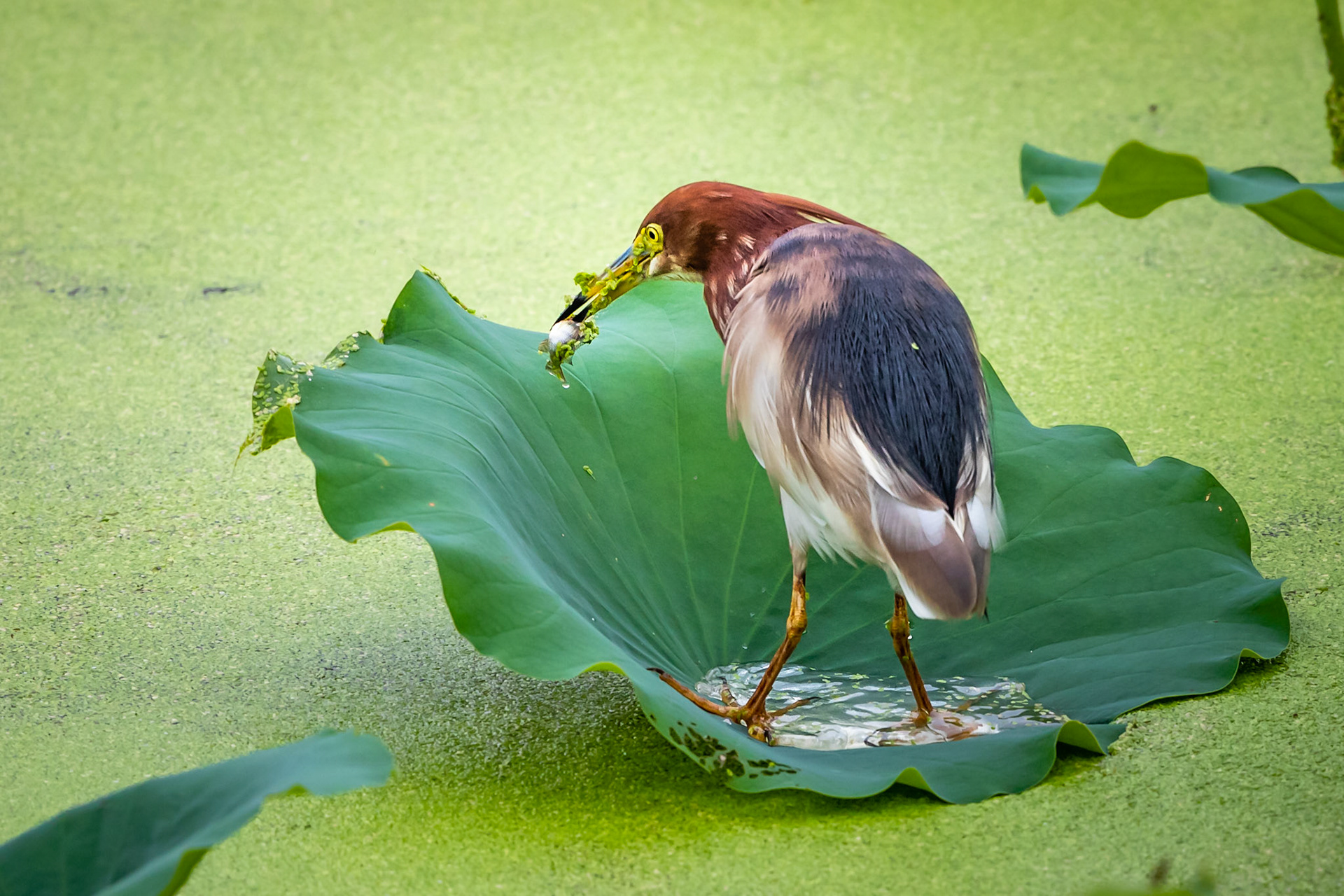 Chinese Pond Heron