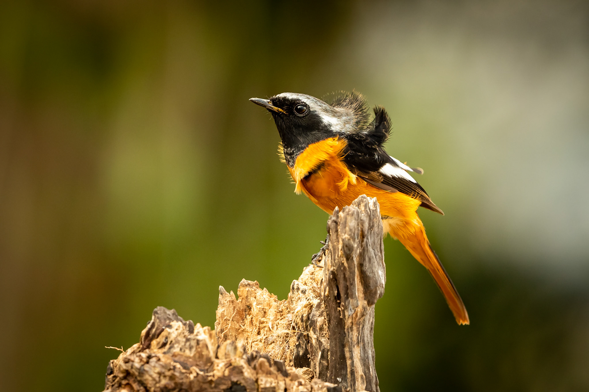 Redstart