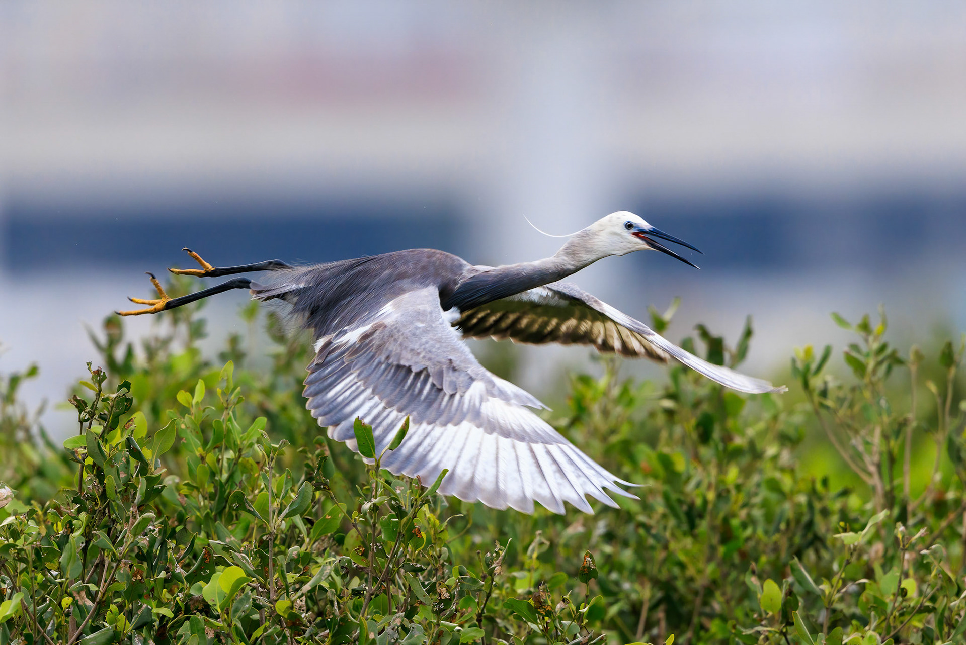Little Egret Grey Morph