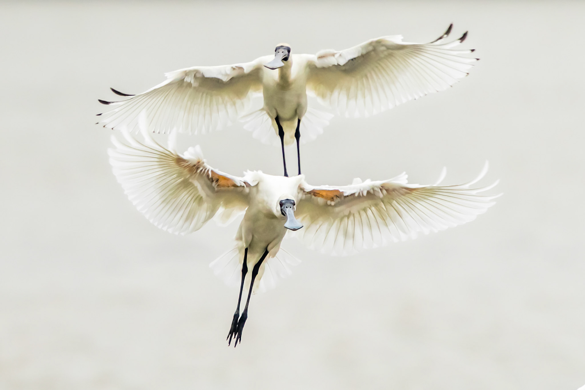 Black-faced Spoonbill