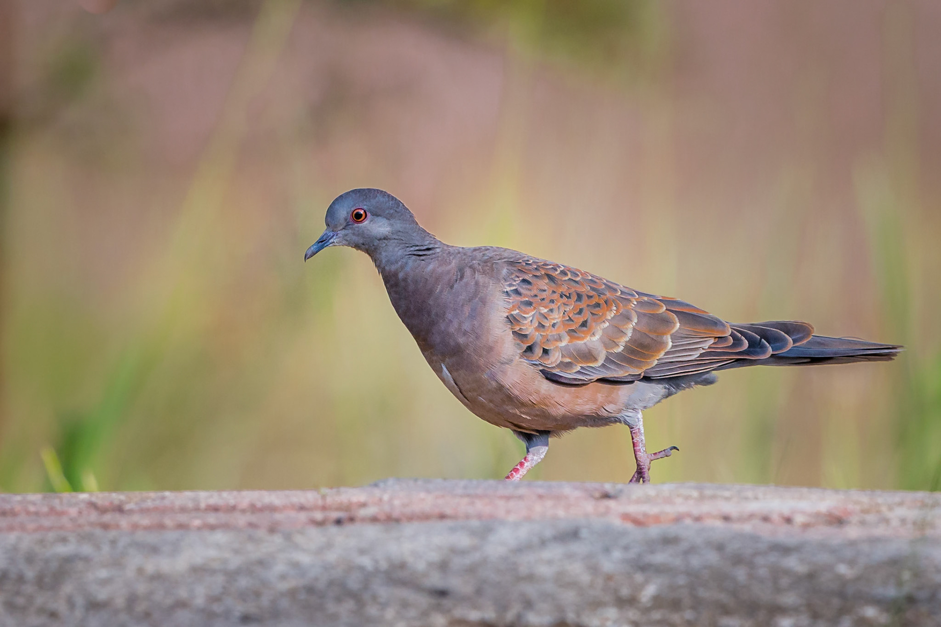 Oriental Turtle Dove