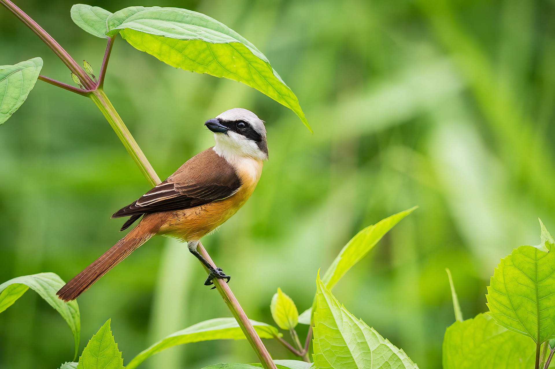 Brown Shrike