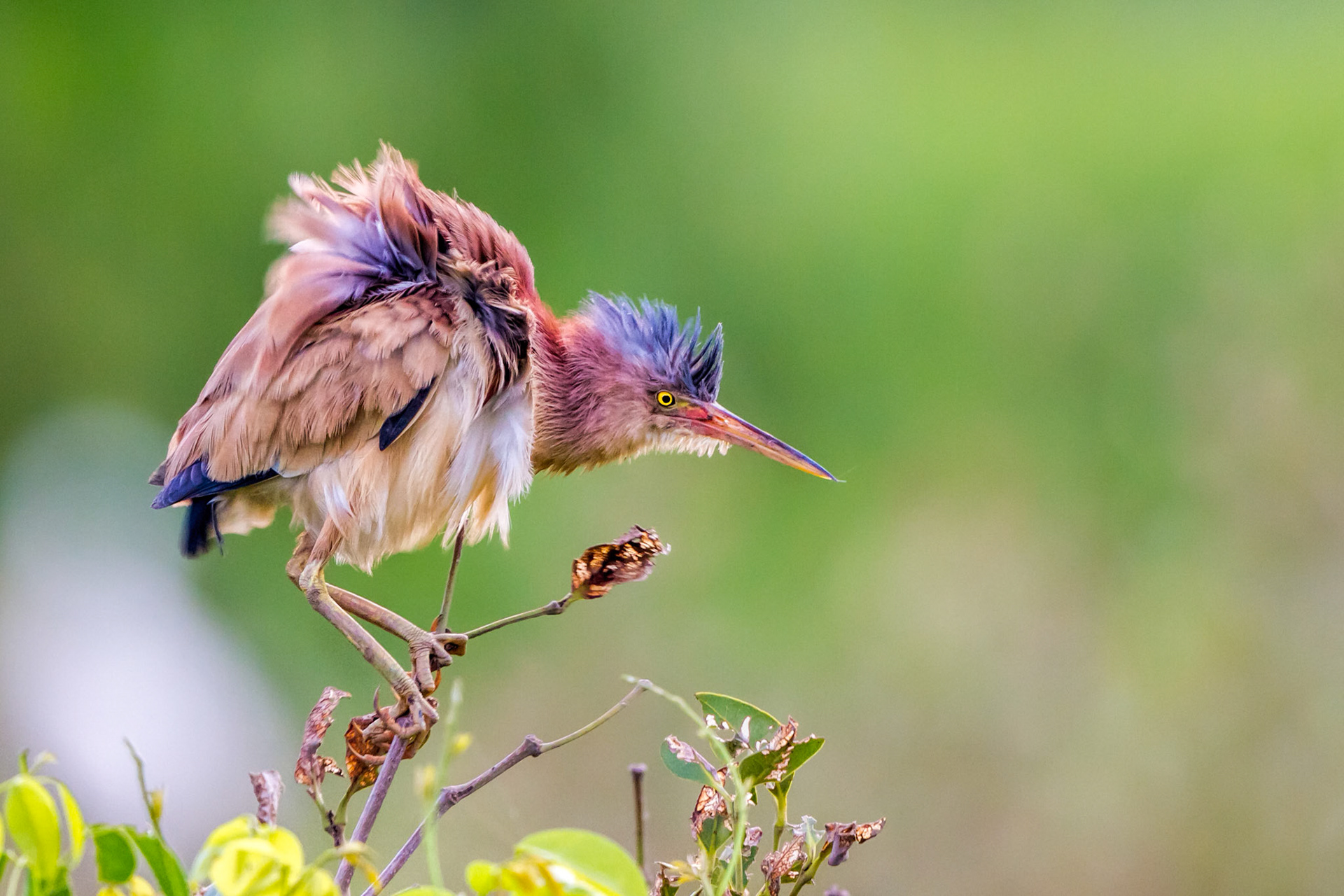 Yellow Bittern