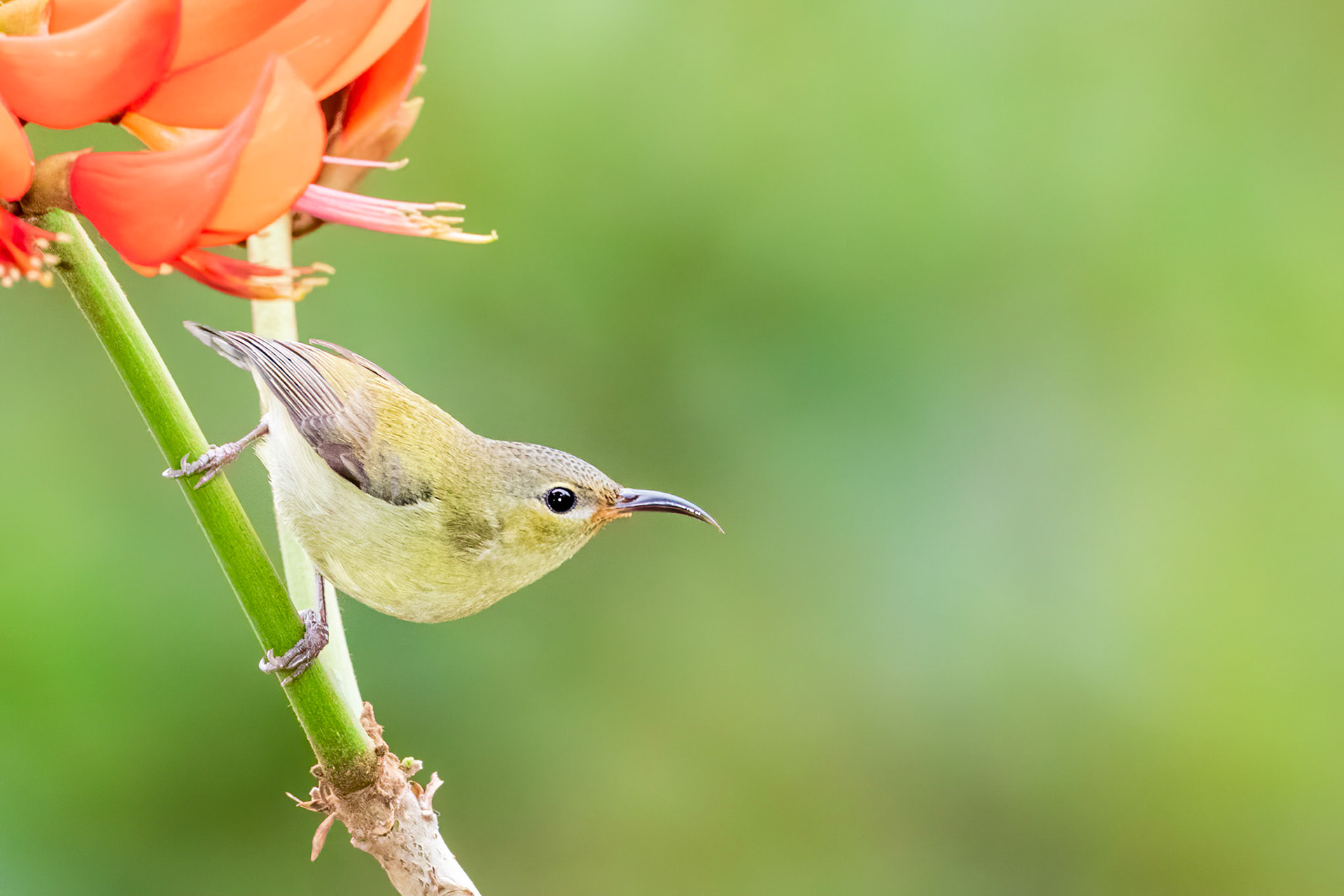 Fork-tailed Sunbird Female