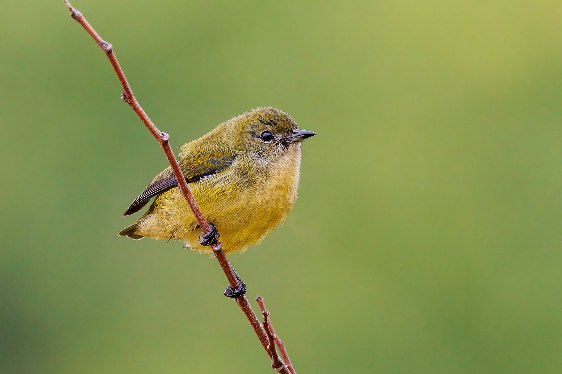 Fire-breasted Flowerpecker female